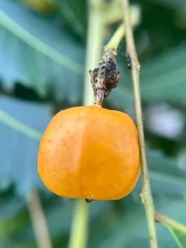 Close-up of yellow wild fruit Stock Photos