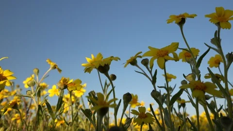 Close up of yellow wildflowers.  Stock Footage 105492326