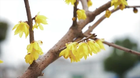 Close up of yellow winter plum blossoms blooming on a branch in winter Stock Footage 341958207
