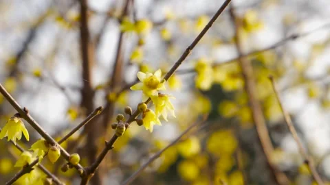 Close up of yellow winter plum blossoms blooming on thin branches in sunlight Stock Footage 342217522