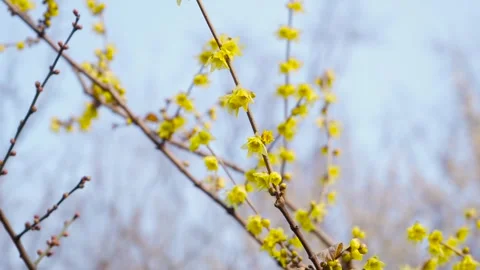 Close up of yellow winter plum blossoms swaying gently in the cold breeze Stock Footage 342329361