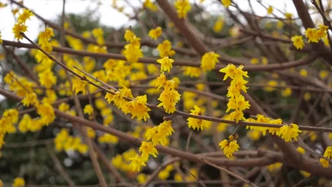Close up of yellow winter wax plum blossoms blooming on tree branches in winter Stock Footage 341958260