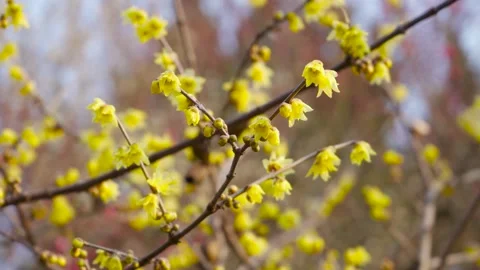 Close-Up Yellow Wintersweet Blossoms in Soft Winter Sunlight Stock Footage 341958592