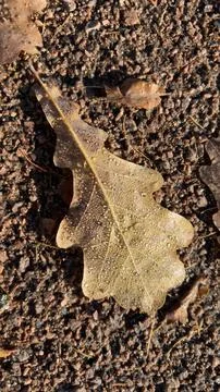 A close-up of a yellowed oak leaf with dew drops on it, resting on a textur.. Stock Photos