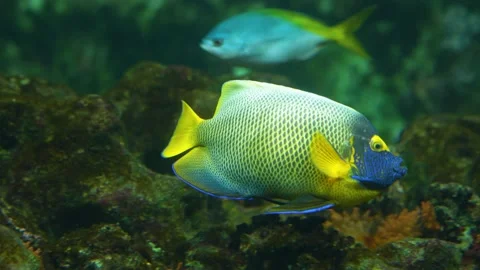 Close up of yellowface angelfish Stock Footage 233447601
