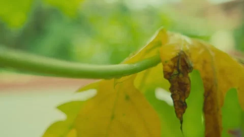 Close-up of a yellowing leaf hanging from a plant, showing natural texture Stock Footage 344039571