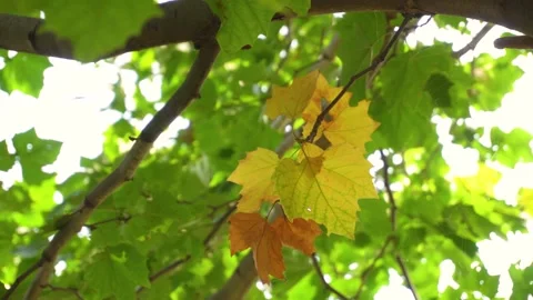 Close up of yellowing maple leaves gently swaying on a tree branch in autumn 스톡 동영상 347041163