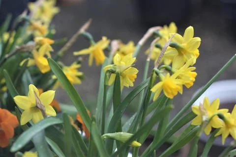 Close up of yellows daffodils with different focus Stock Photos