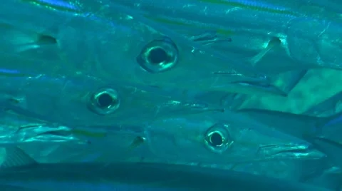 Close up of Yellowstripe barracudas Stock Footage 43424749