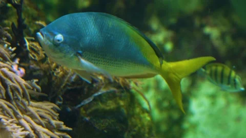 Close up of Yellowtail Fusilier, Caesio cuning Stock Footage 233447834