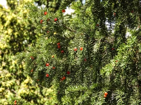 Close-up of a yew tree branch with bright red berries and green needles Stock Photos