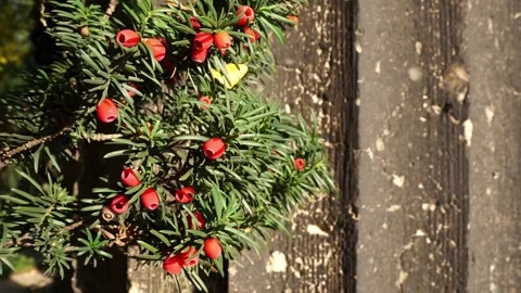 Close-up of a yew tree branch (Eibenstrauch) with red berries in golden sunlight Stock Footage 319701177