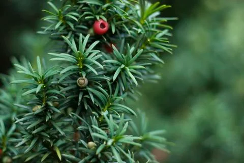 Close up of yew tree branch Stock Photos