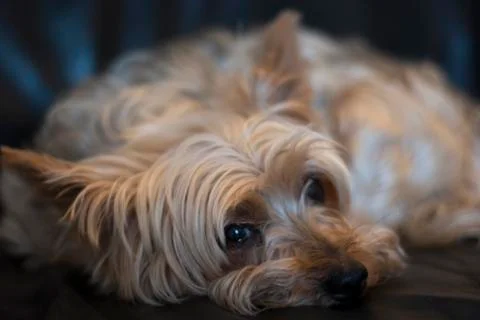 Close up of  Yorkshire Terrier resting. Stock Photos