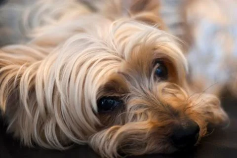 Close up of  Yorkshire Terrier resting. Stock Photos