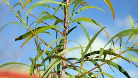 CLOSE UP Young Acacia Implexa Hickory Wattle Tree Sapling Stock Footage 156229424