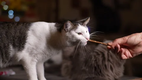 Close-up of young adorable cat getting fed by owner at home. Male human hand Vídeos de archivo 255126214