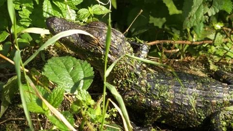 Close-Up of Young Alligator Resting on Log, 4K Stock Footage 72555149