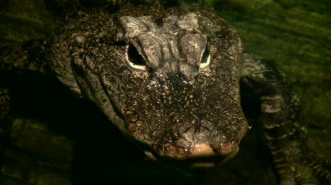 Close-up of a young alligator's face Stock-Footage 366534