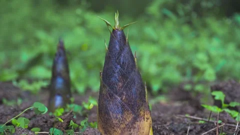 Close-Up young bamboo shoots growing in a lush spring garden environment 動画素材 342227372