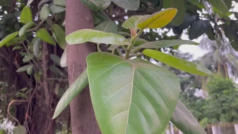 Close up of young banyan tree sapling with broad green leaves 库存影片 346544914