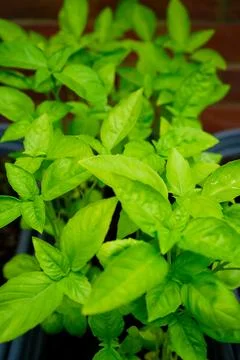 Close up of young basil leaves Stock Photos
