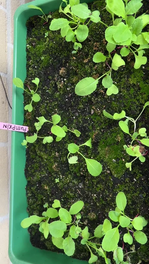 Close up of young basil seedlings in plastic seed tray on wooden deck with Stock Footage 345850270