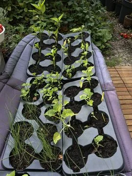 Close up of young basil seedlings in plastic seed tray on wooden deck with Stock Photos