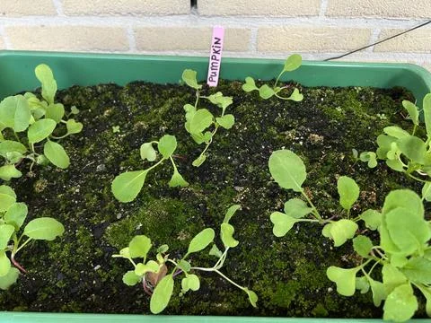 Close up of young basil seedlings in plastic seed tray on wooden deck with Stock Photos