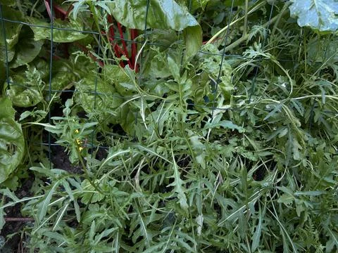 Close up of young basil seedlings in plastic seed tray on wooden deck with Stock Photos