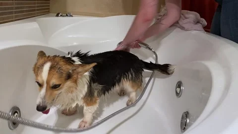 Close-up of a young beautiful corgi puppy bathing in the bathtub. Stock Footage 248972004