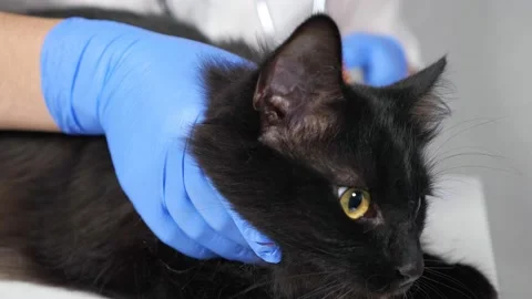 Close-up of a young black cat being brushed out in a veterinary clinic Stock Footage 160655296