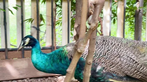 Close Up Young Blue Peacock Walking in Natural Environment 4K 스톡 동영상 336764933