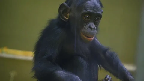 Close up of a young Bonobo Stock Footage 258848570