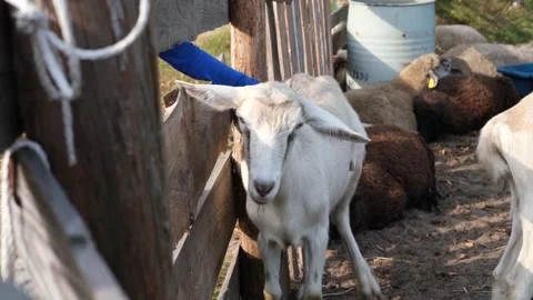 Close-up of a young boy gently petting a friendly farm goat in a rural village Stock Footage 337712460