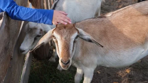 Close-up of a young boy gently petting a friendly farm goat in a rural village Stock Footage 337712746