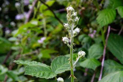 Close up of a young bramble stem with buds, landscape. Stock Photos