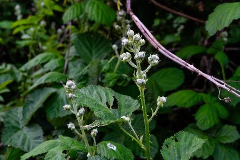 Close up of a young bramble stem with buds. Stock Photos