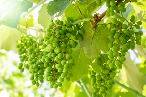 Close up of young branches of grapes in vineyard with selective focus. Stock-Fotos