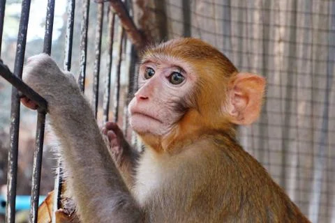 Close Up Of A Young Brown Monkey Stock Photos