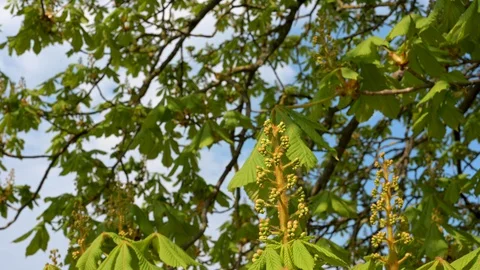 Close-up of young buds on a chestnut tree are blowing in the wind Stock Footage 128309363