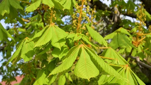 Close-up of young buds on a chestnut tree and a tracking shot on a chestnut tree Stock Footage 128311559