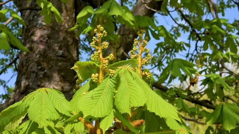 Close-up of young buds on a chestnut tree are blowing in the wind Stock Footage 128312277