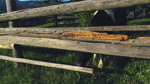 Close-up of a young bull looking at the camera from behind a fence. Stock Footage 251539480