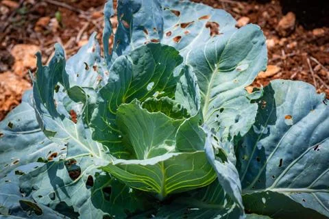 Close up on young cabbage on the farm Stock Photos