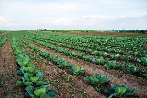 Close up of young cabbage plants in brown soil under warm sunlight Stock Photos