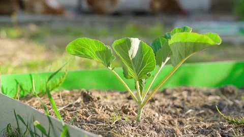 Close up of a young cabbage sprout in a garden bed on a blurred background Stock Footage 311001508
