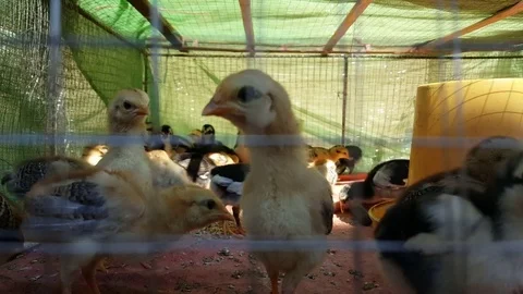 Close up of young caged chicks move around cage and eat, beaks, feathers, Laos Vídeos de archivo 81593374