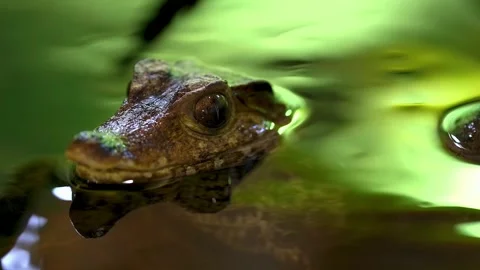 Close up of young caiman emerging from murky water. Stock-Footage 341252361
