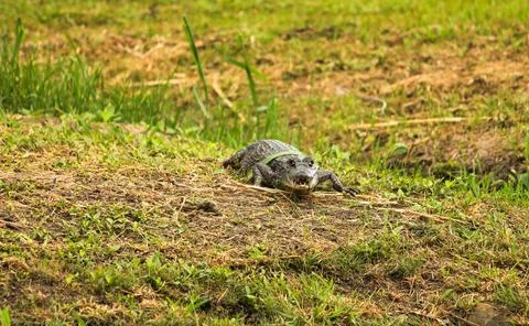 Close up of a young caiman looking at camera with open mouth Stock-Fotos